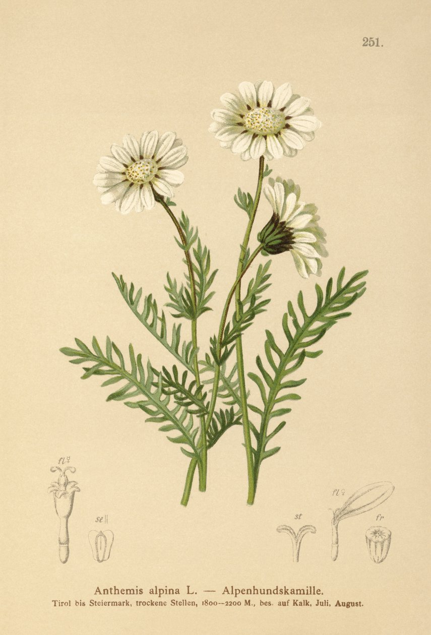 Manzanilla alpina (Anthemis alpina, Achillea oxyloba subsp. schuri) de German School