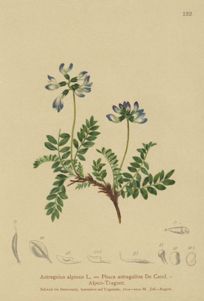 Astrágalo alpino (Astragalus alpinus, Phaca astragalina) de German School