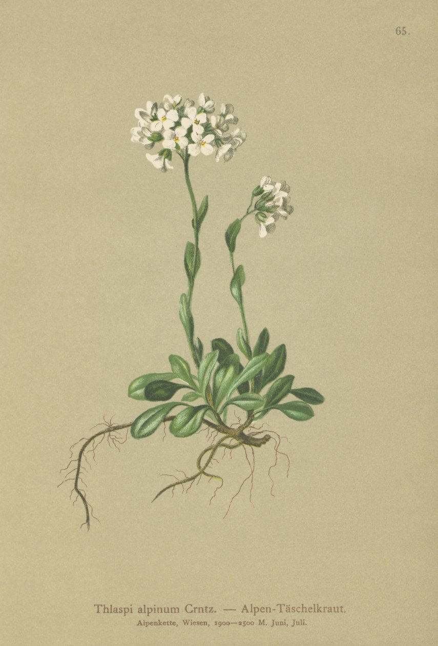 Thlaspi alpino (Thlaspi alpinum, Noccaea alpestris subsp. alpestris, Thlaspi minimum, Noccaea crantzii, Thlaspi kerneri, Thlaspi alpinum var. kerneri, Thlaspi alpestre) de German School