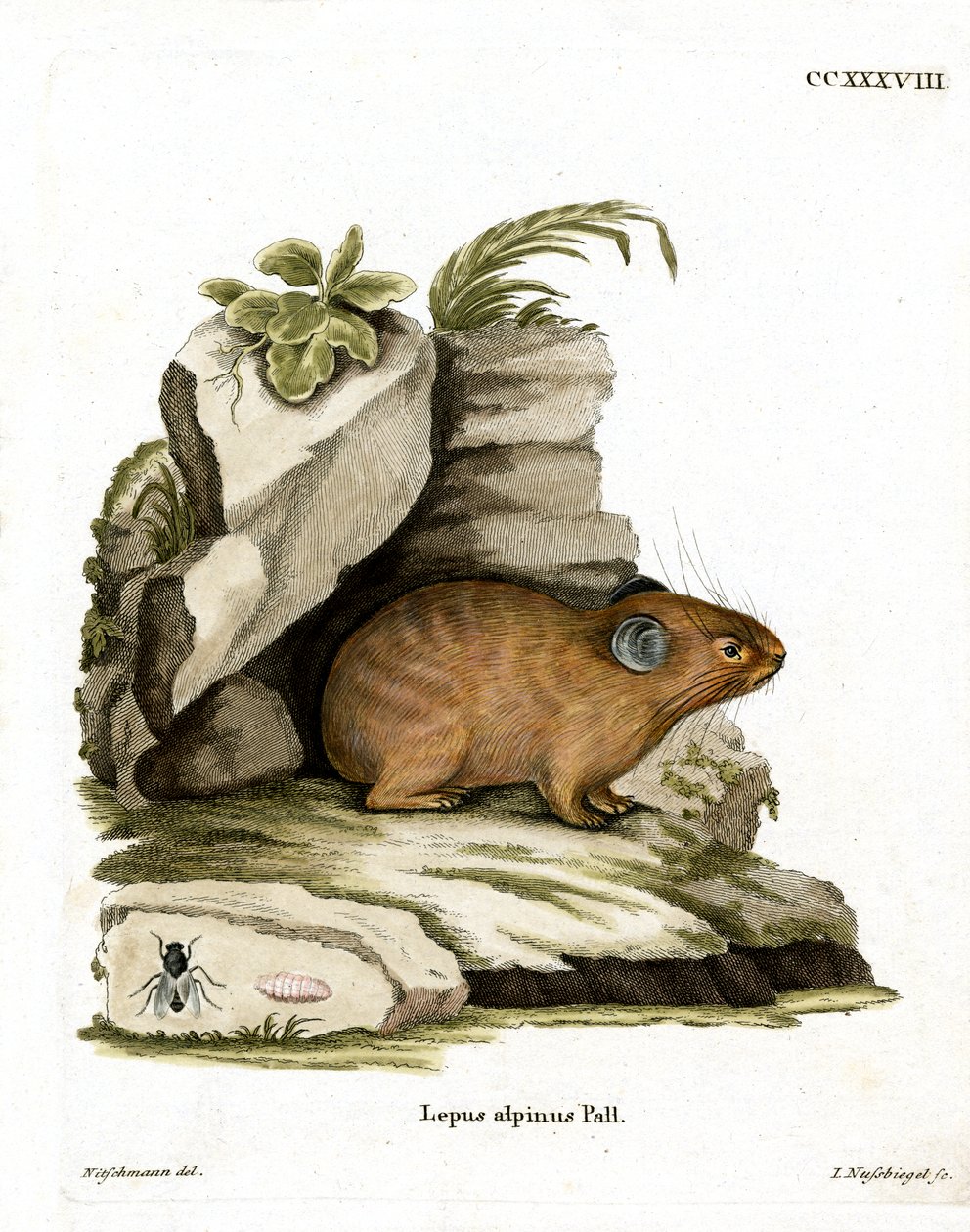 Pika alpino de German School