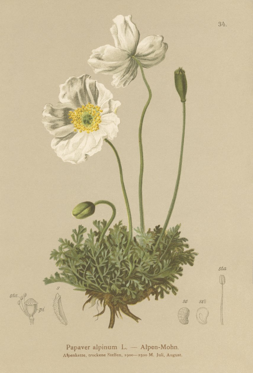 Amapola alpina (Papaver alpinum, subsp. alpinum) de German School