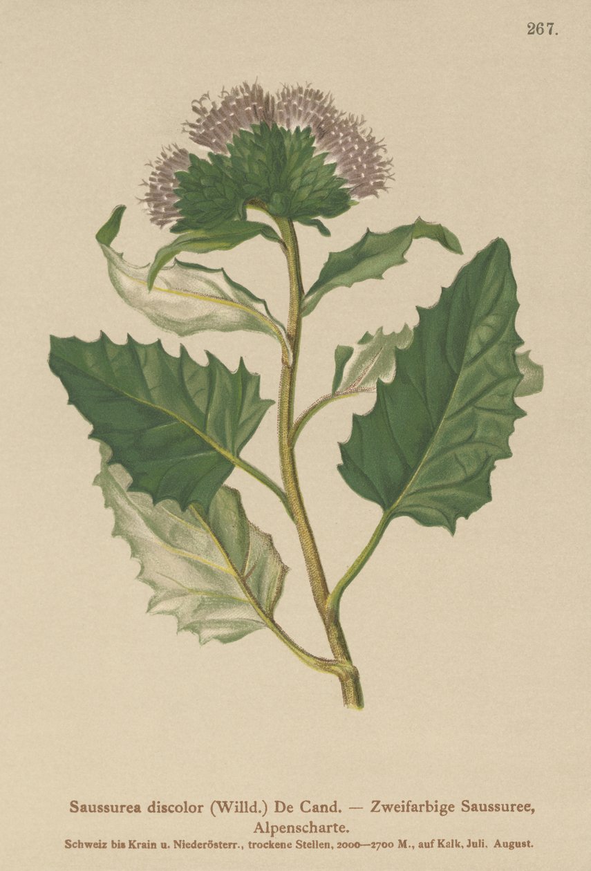 Saussurea alpina (Saussurea discolor) de German School
