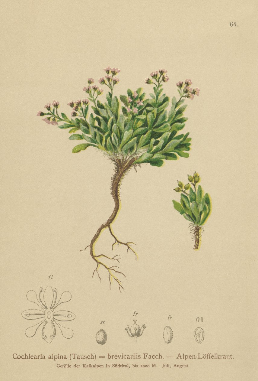 Cochlearia alpina (Cochlearia alpina, Cochlearia brevicaulis) de German School