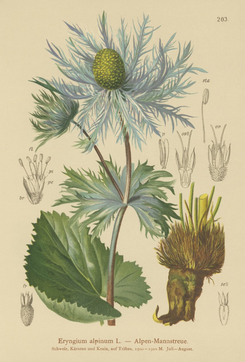 Cardo alpino (Eryngium alpinum) de German School