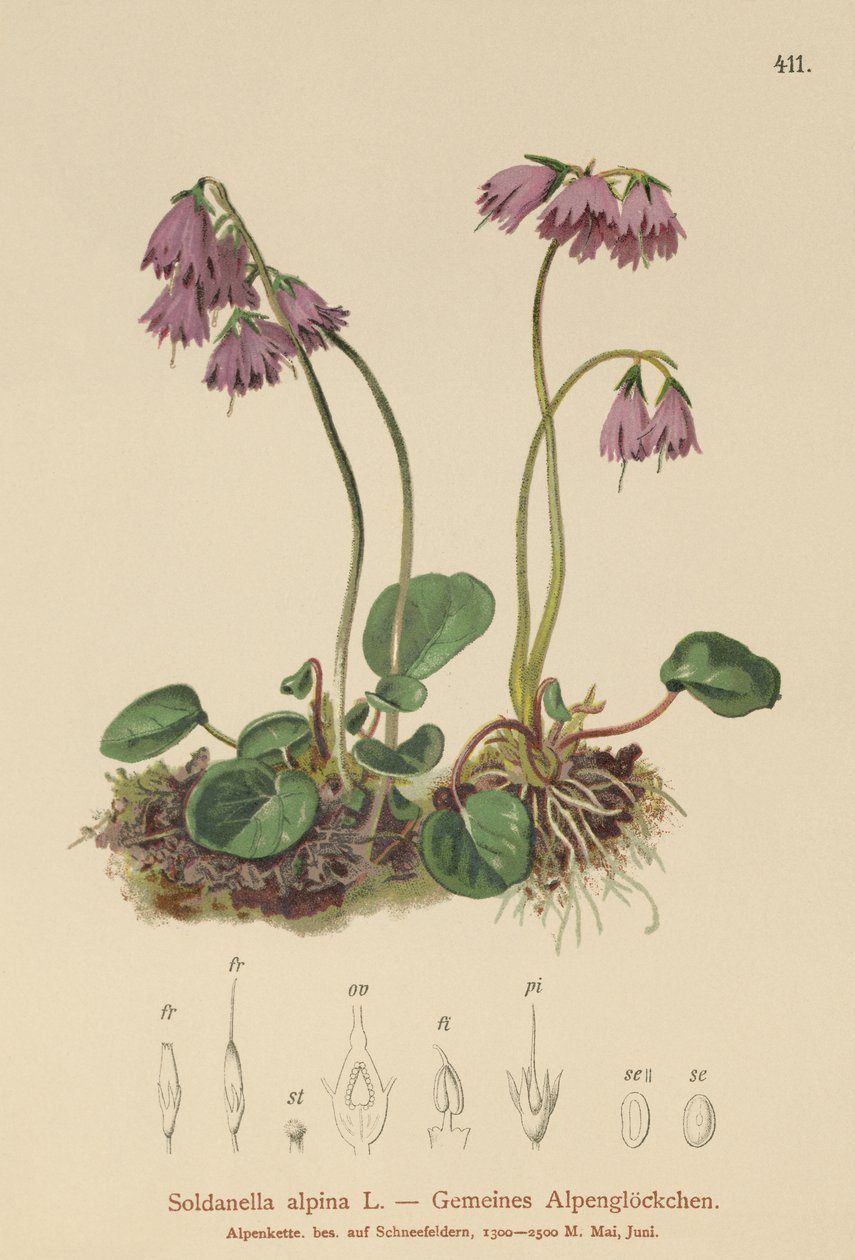 Campanilla de nieve alpina (Soldanella alpina) de German School