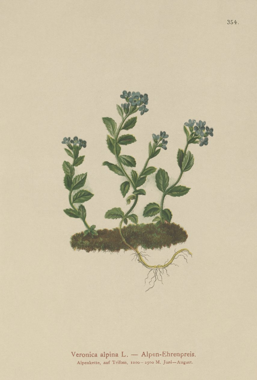 Verónica alpina (Veronica alpina) de German School