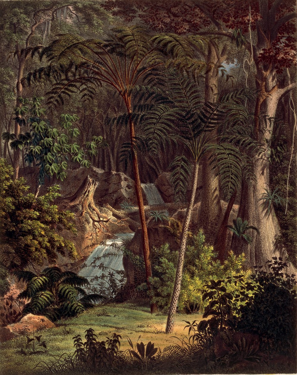 Selva amazónica, tabla XXVII de 