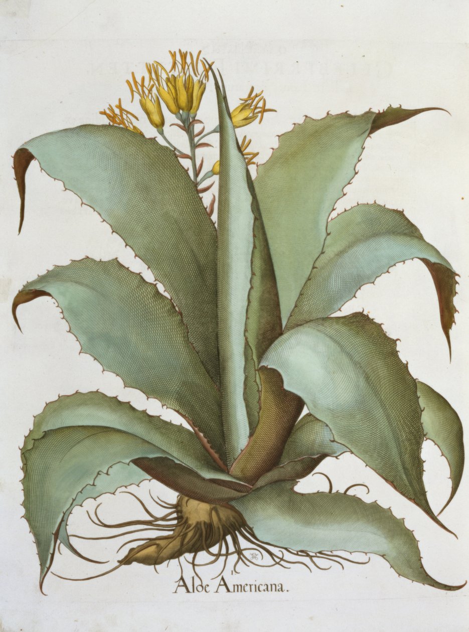 Áloe americano: Aloe Americana, del Hortus Eystettensis por Basil Besler (1561-1629), pub. 1613 de German School