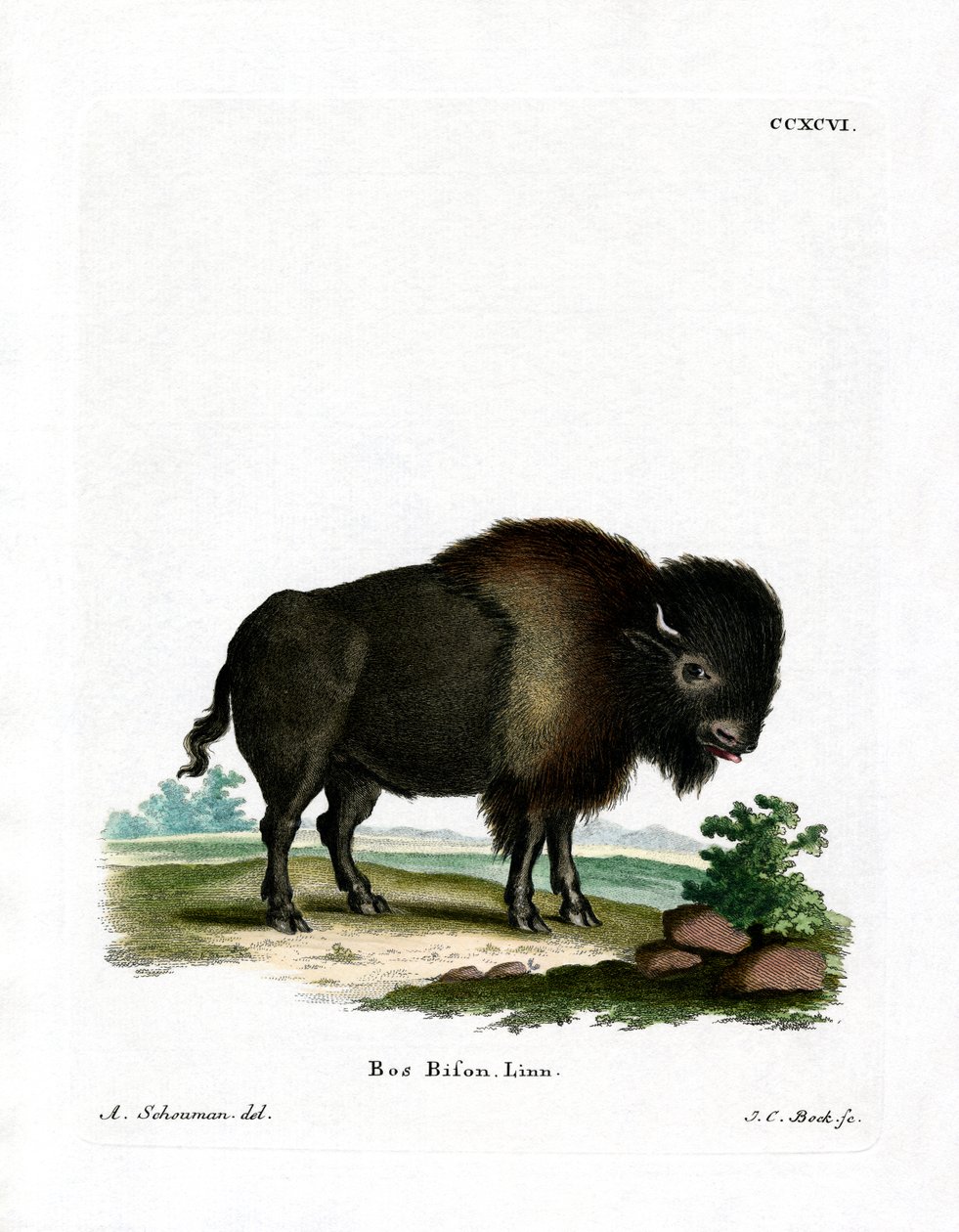 Bisonte Americano de German School