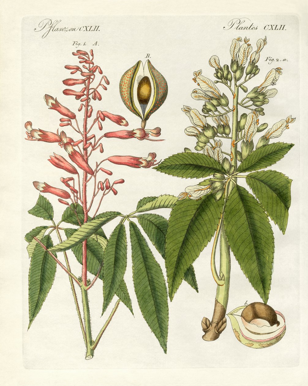 Tipos americanos de castaños de Indias de German School