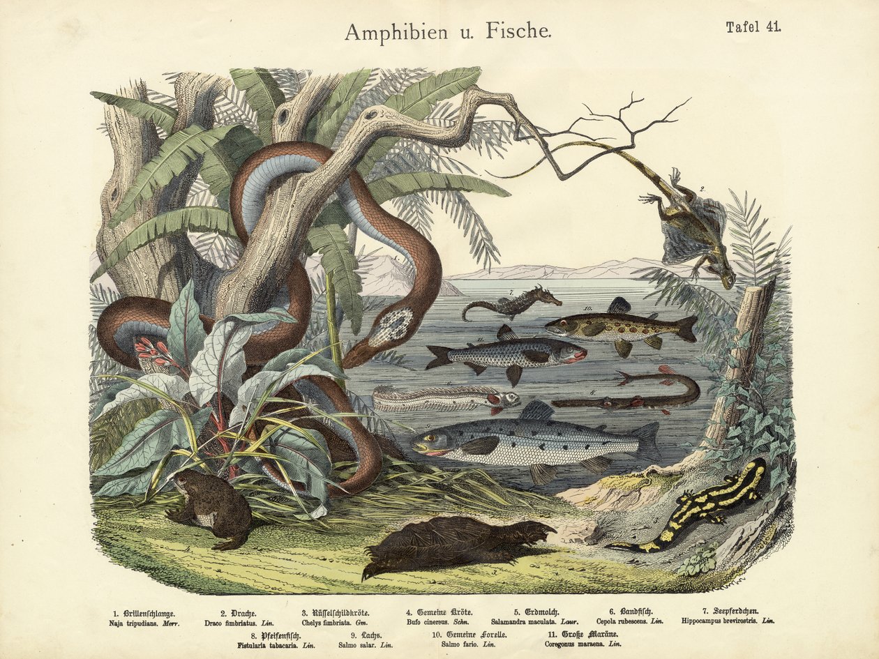 Anfibios y peces, c.1860 de German School
