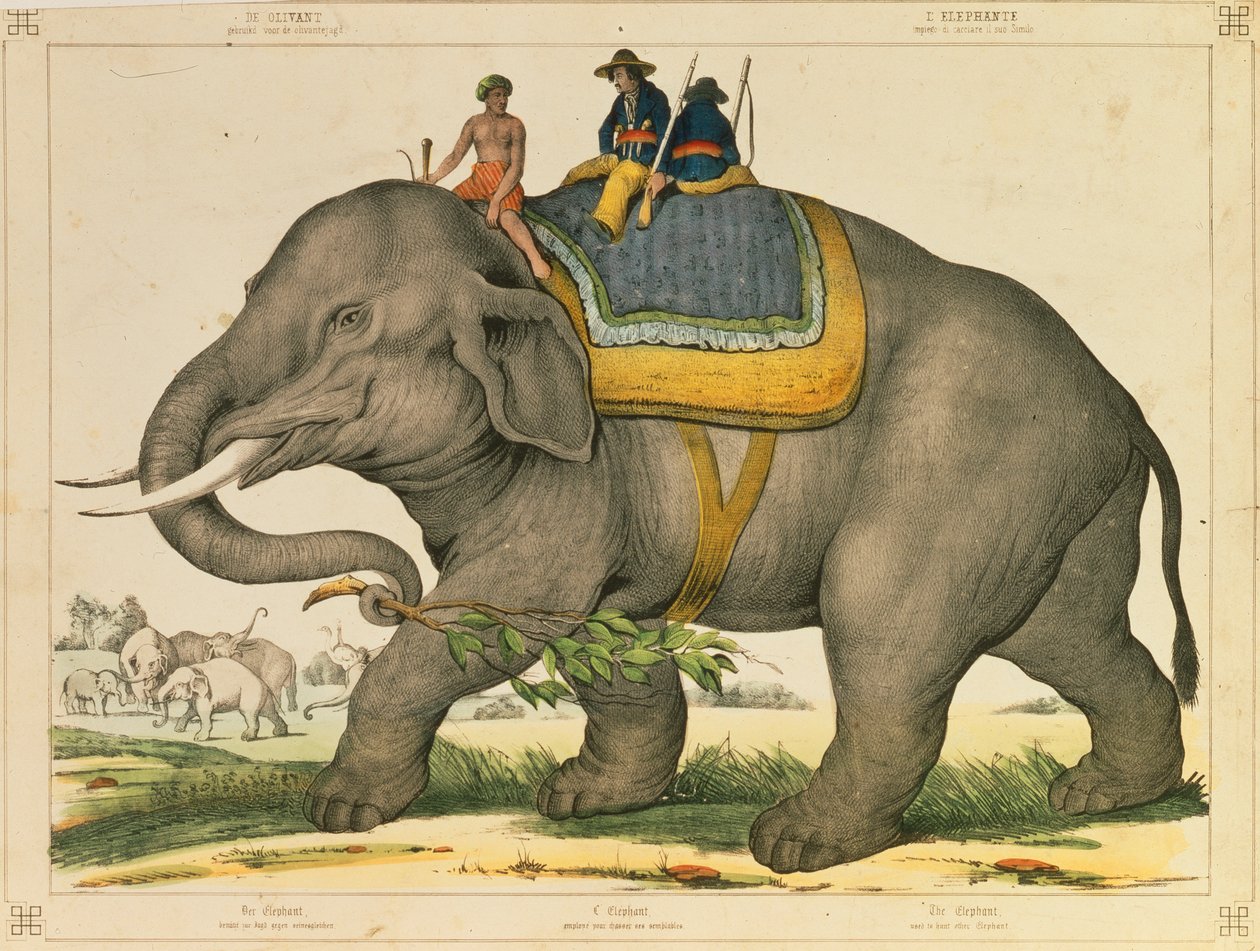 Un elefante usado para cazar a los suyos, hoja ilustrada publicada por Joseph Scholz, Mainz, c.1860 de German School