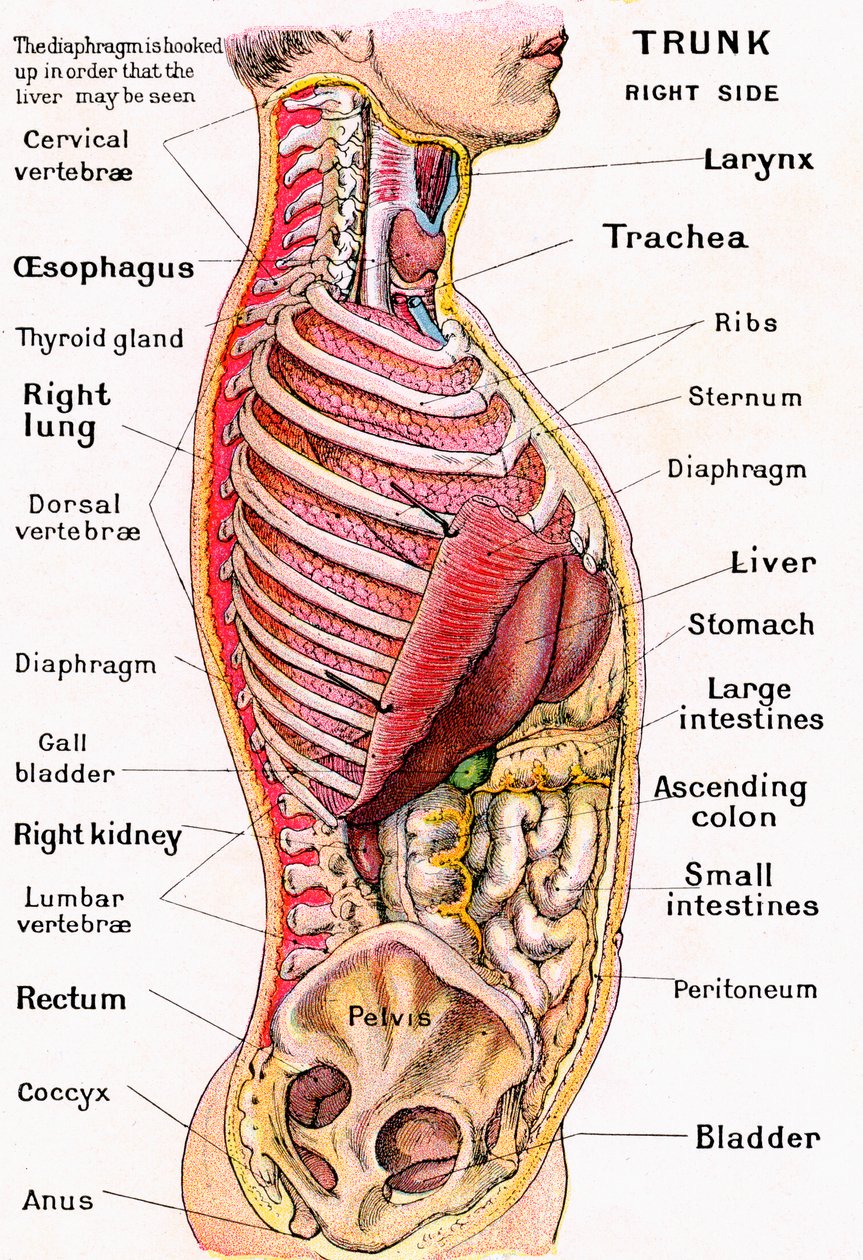Vista anatómica del torso humano de German School