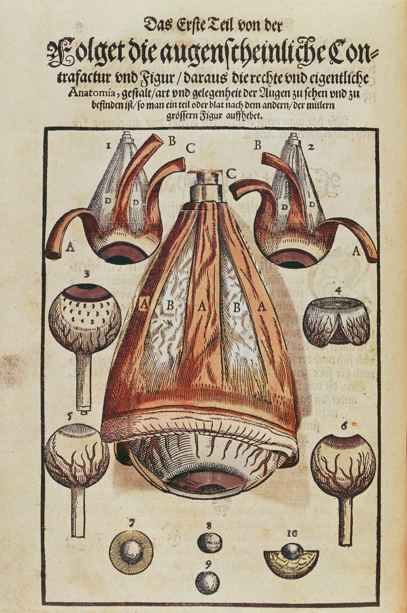 Anatomía del ojo, de Ophthalmodouleia por Georg Bartisch (1535-1636) publicado en Dresde en 1583 de German School
