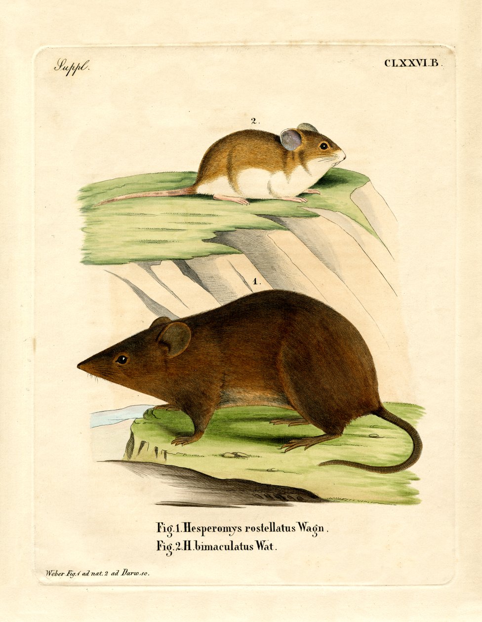 Ratón Versper Andino de German School