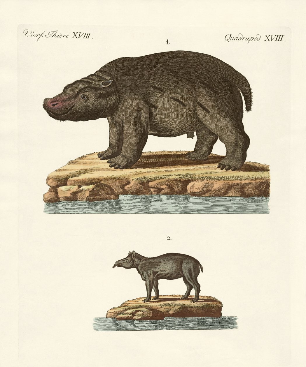 Animales de países cálidos de German School