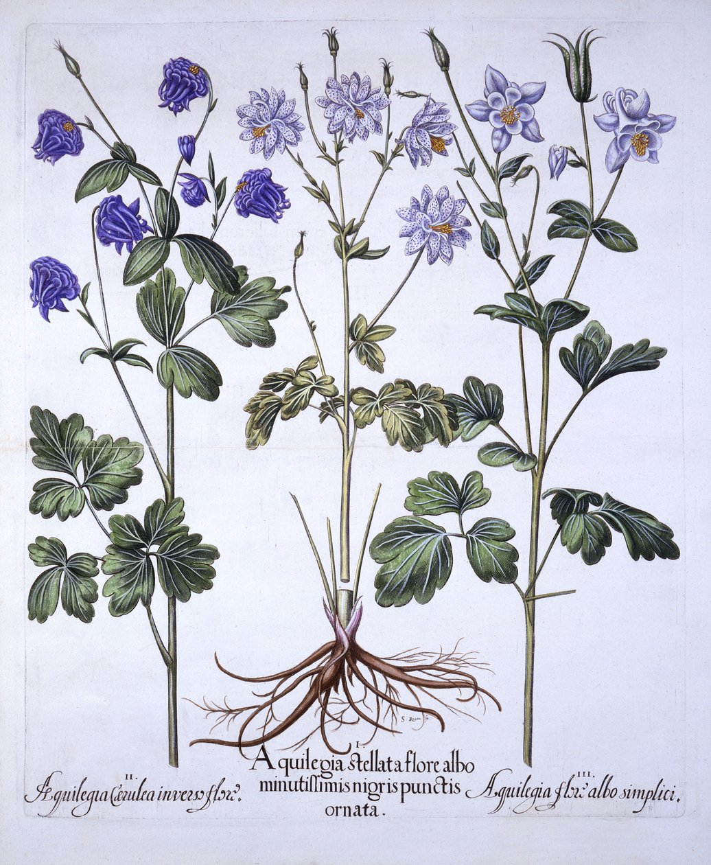 Aquilegia, de Hortus Eystettensis, por Basil Besler, pub. 1613 de German School