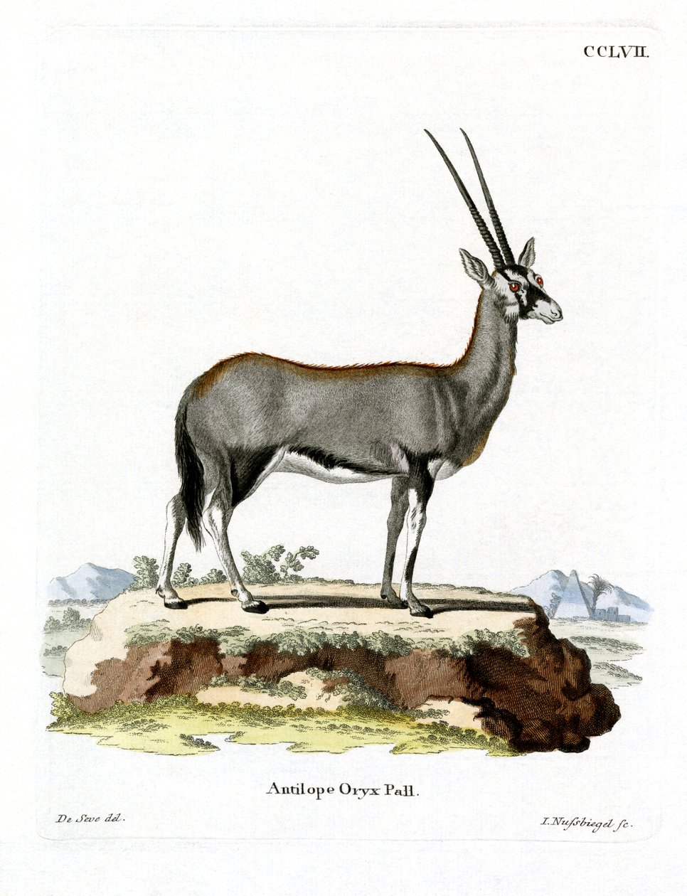 Órix árabe de German School