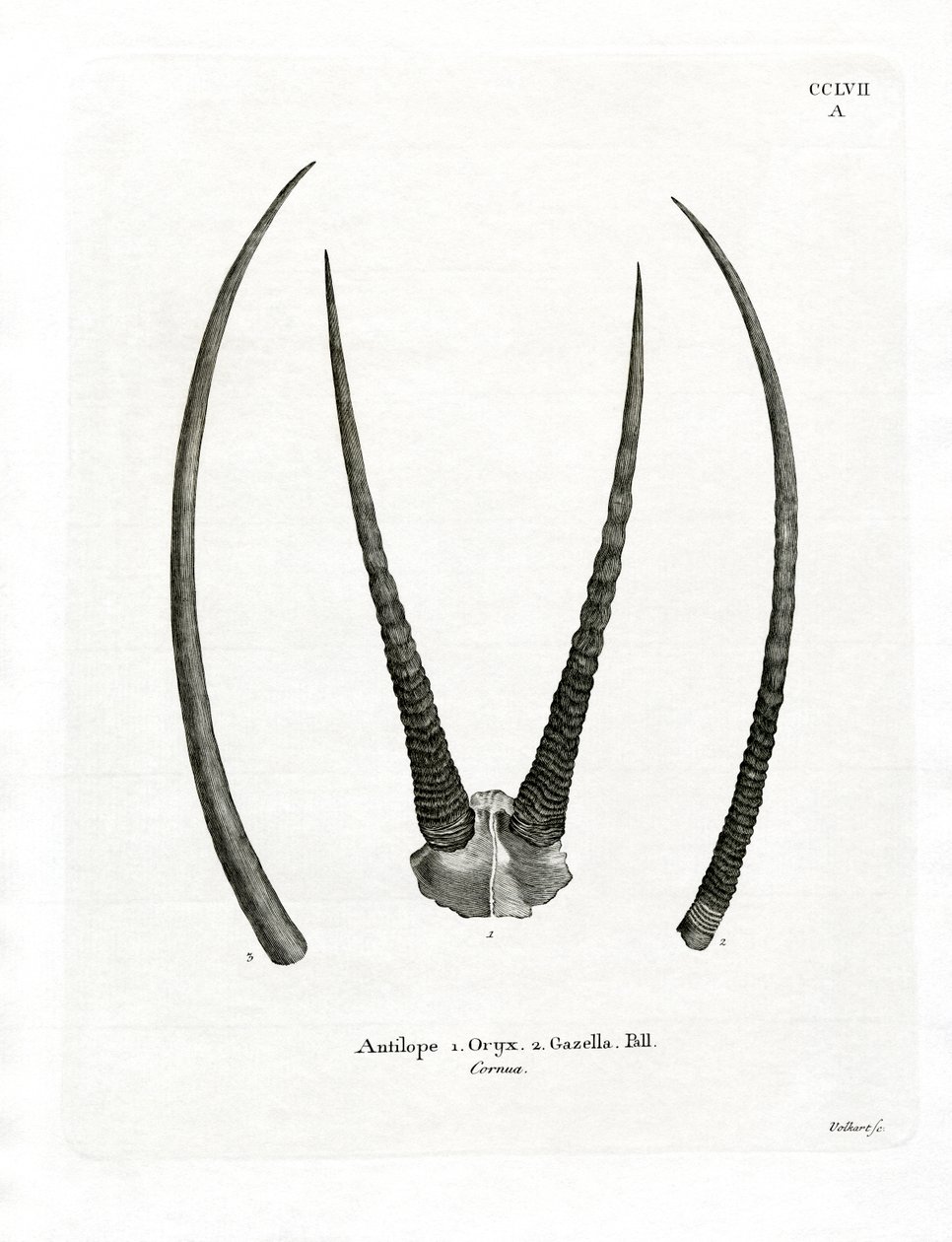Cuernos de Órix Árabe de German School