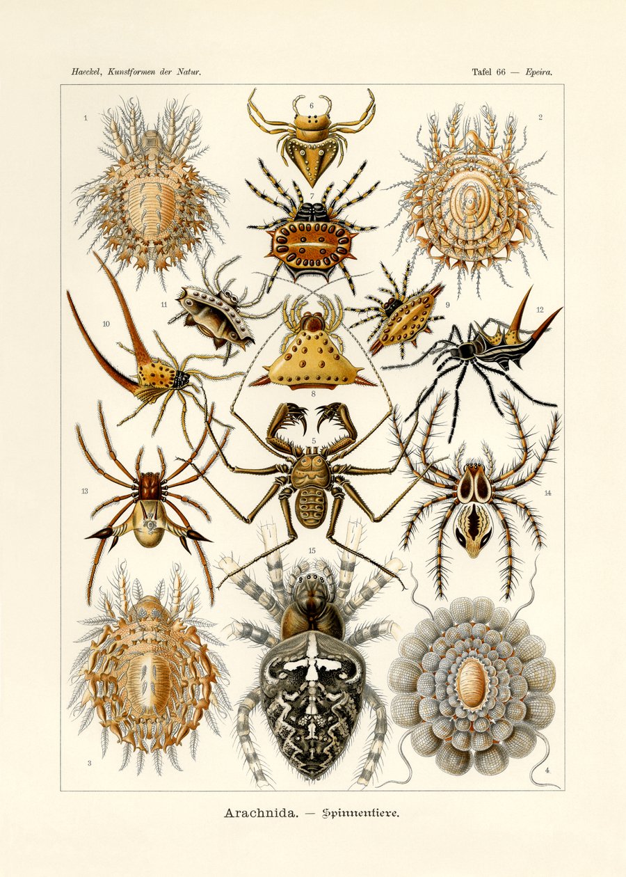Arachnida de German School