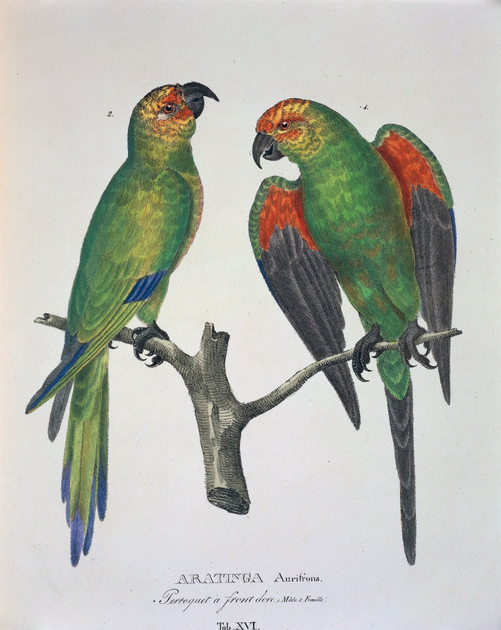 Aratinga Aurifrons (macho y hembra), tabla XVI de 