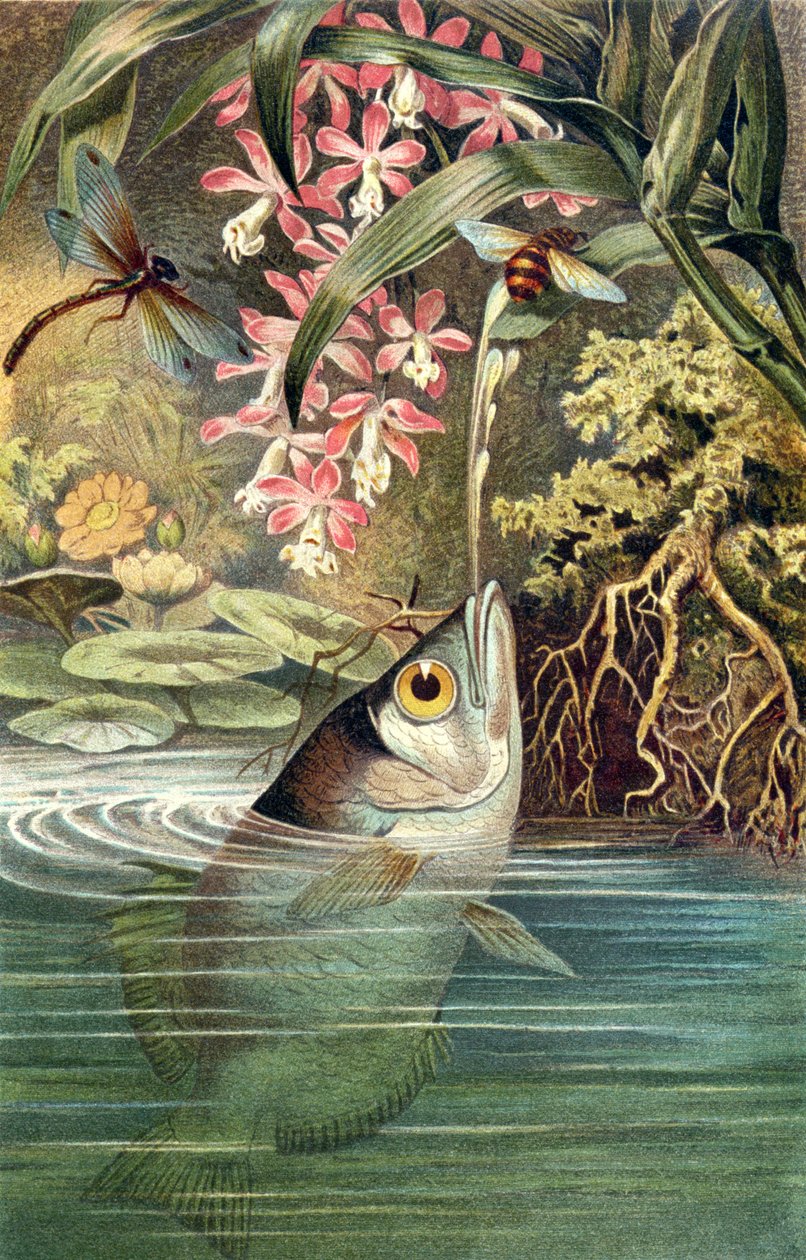 Pez arquero, lámina de Brehms Tierleben: Allgemeine Kunde des Tierreichs, vol.8, p.49, publicado por Bibliographisches Institut, 1892 de German School