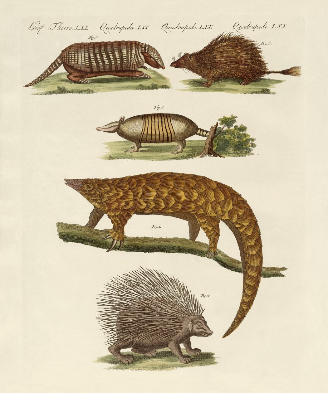 Animales acorazados y espinosos de German School