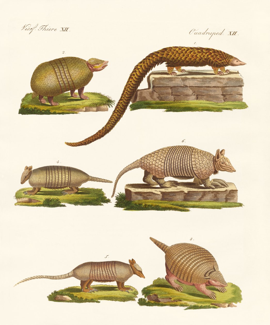Animales con armadura de German School