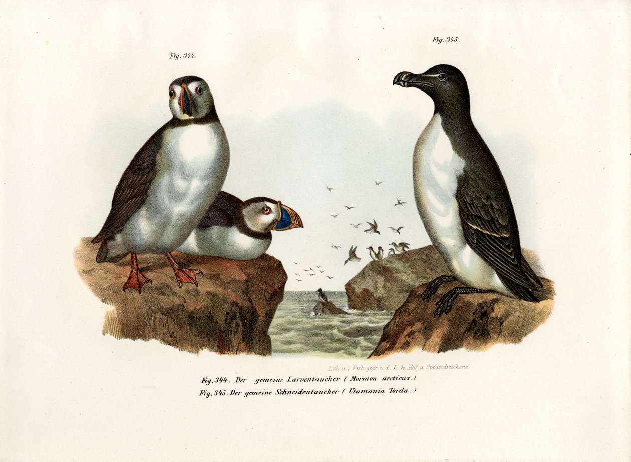 Frailecillo ártico, 1864 de German School