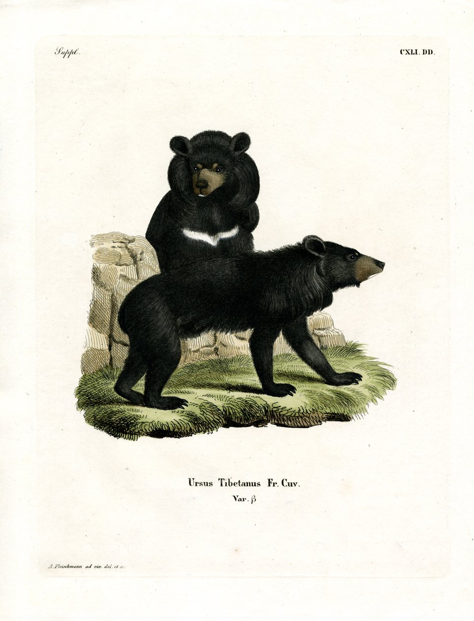 Oso Negro Asiático de German School