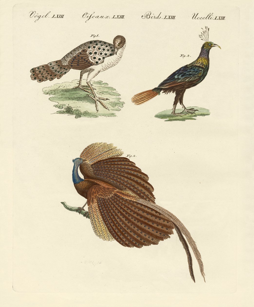 Aves asiáticas de German School