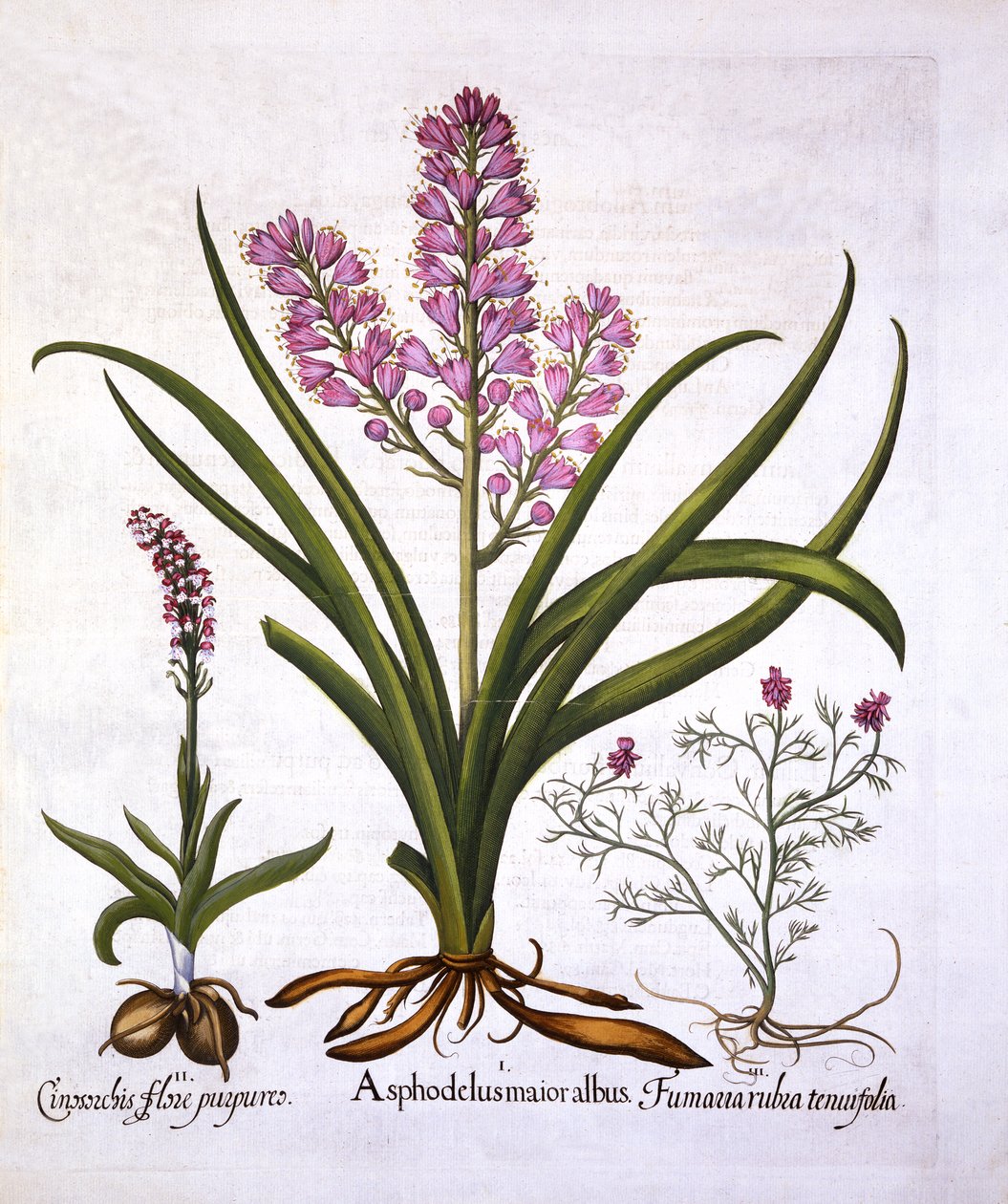 Asfódelo, orquídea quemada y fumaria spicata, de Hortus Eystettensis, por Basil Besler, pub. 1613 de German School