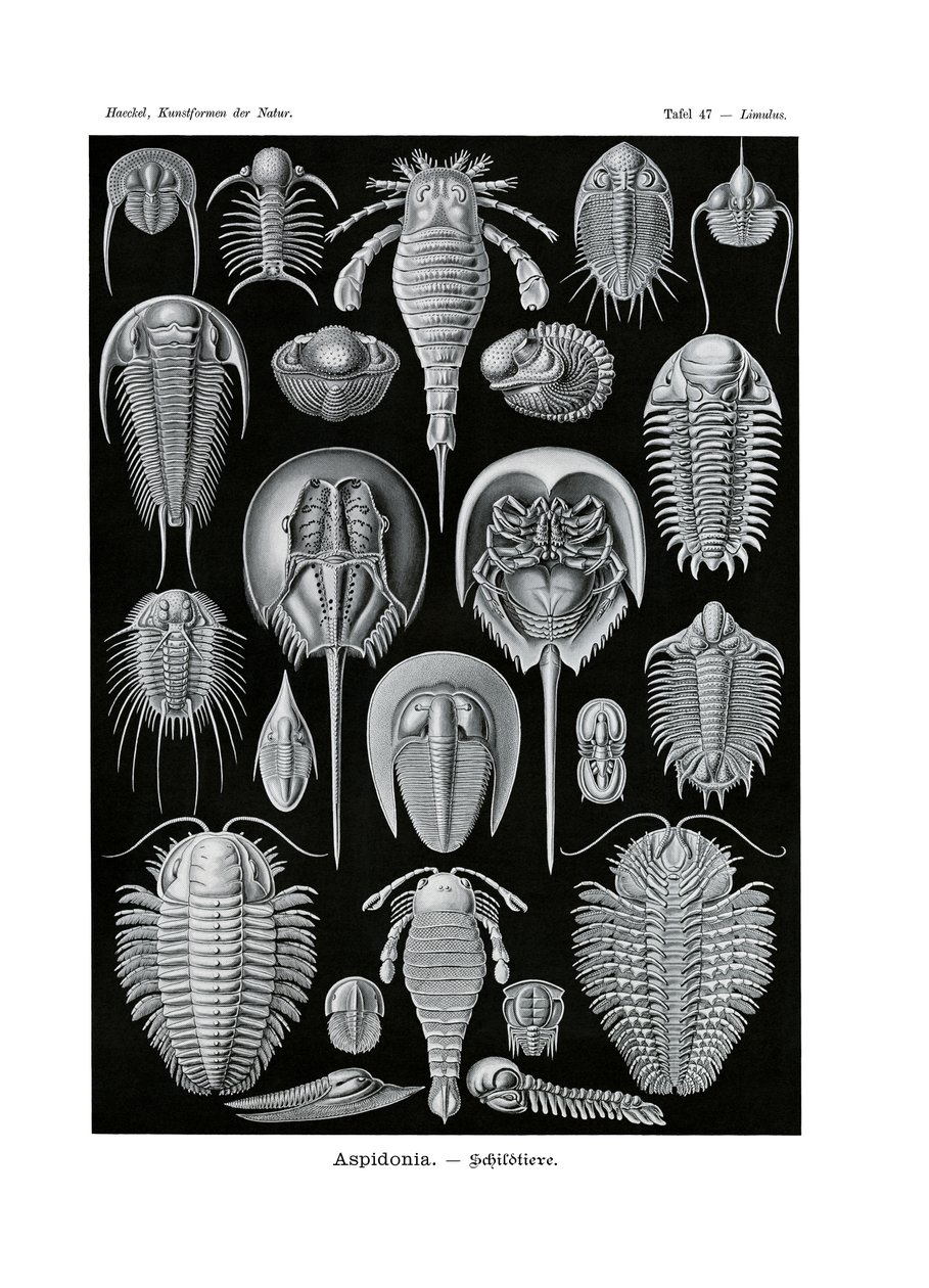 Aspidonia, 1899-1904 de German School
