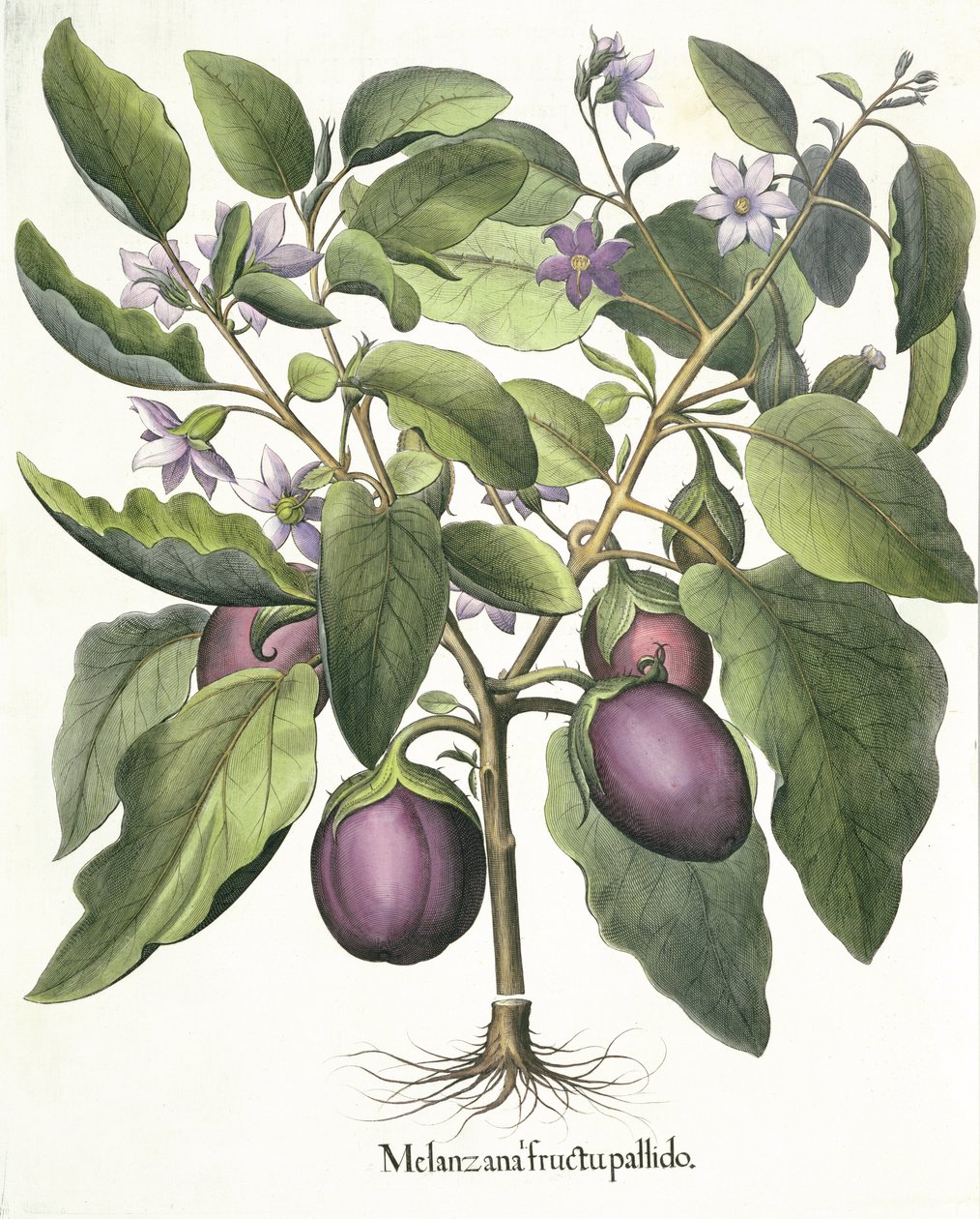 Berenjena: Melanzana fructu pallido, del Hortus Eystettensis por Basil Besler (1561-1629), pub. 1613 de German School