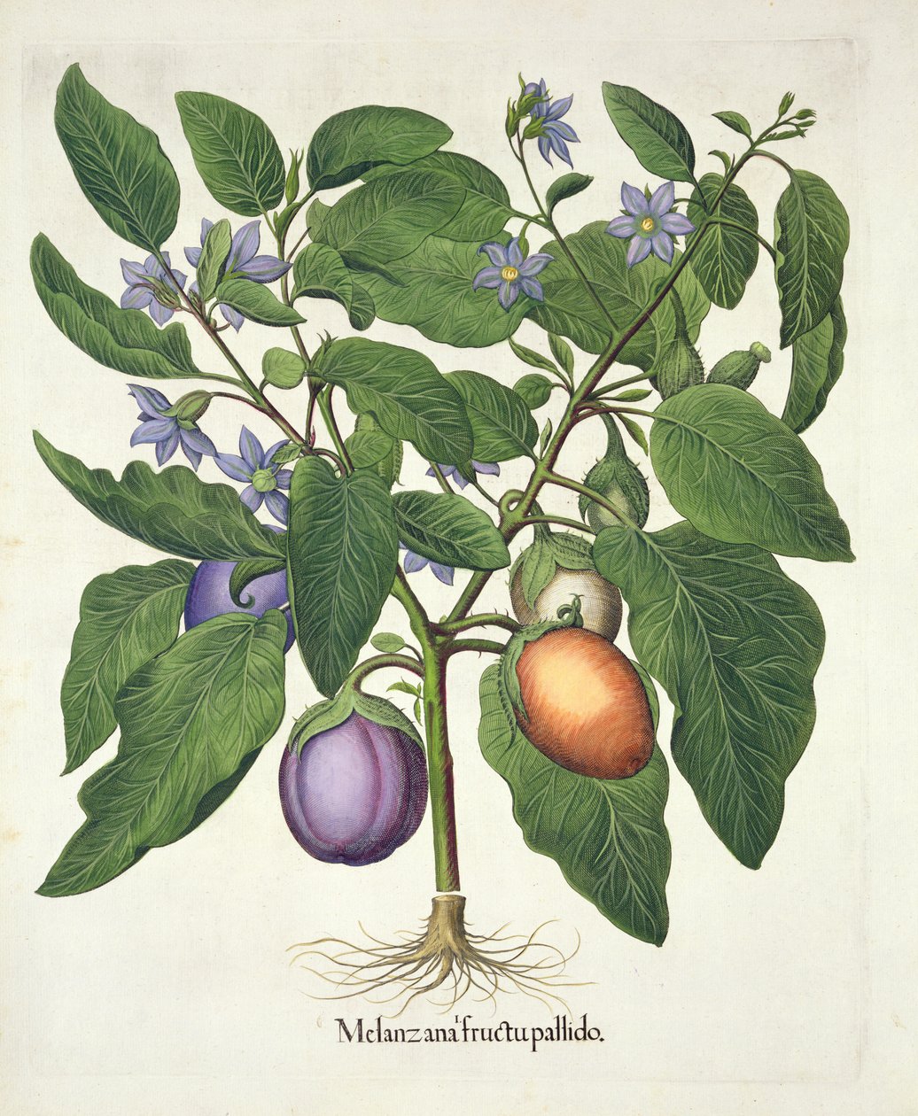 Berenjena: Melanzana fructu pallido, de Hortus Eystettensis por Basil Besler, pub. 1613 de German School