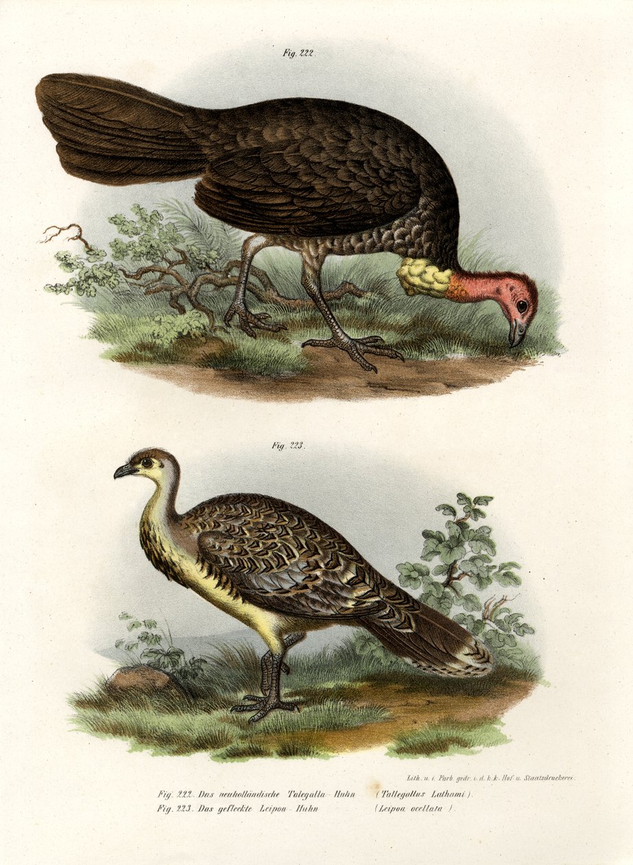 Pavo de matorral australiano, 1864 de German School