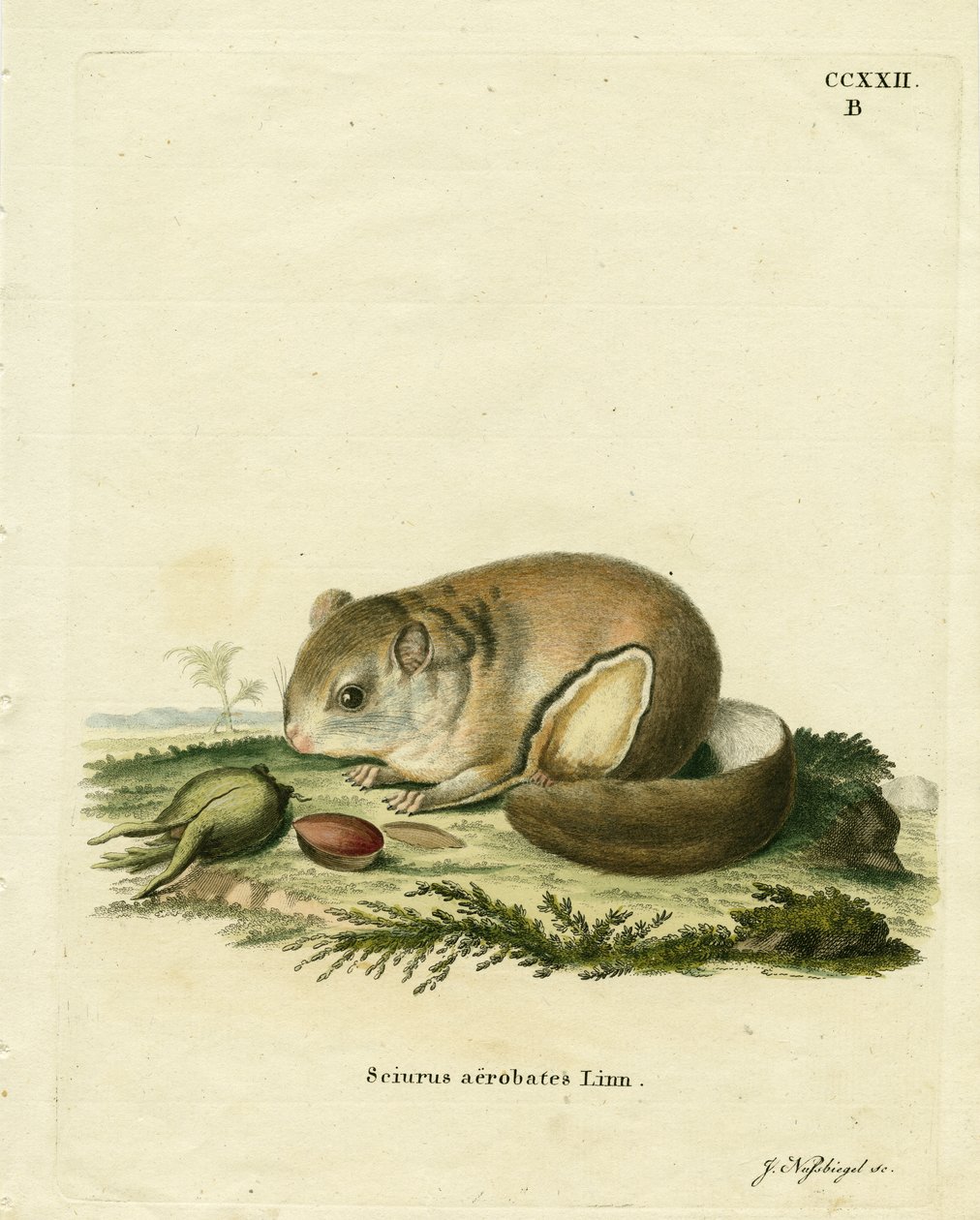 Petauro pigmeo australiano de German School