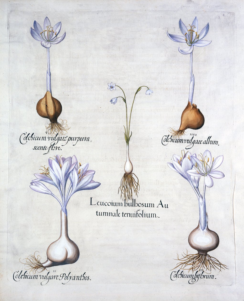 Campanilla de otoño y azafranes de pradera, de Hortus Eystettensis, por Basil Besler, pub. 1613 de German School