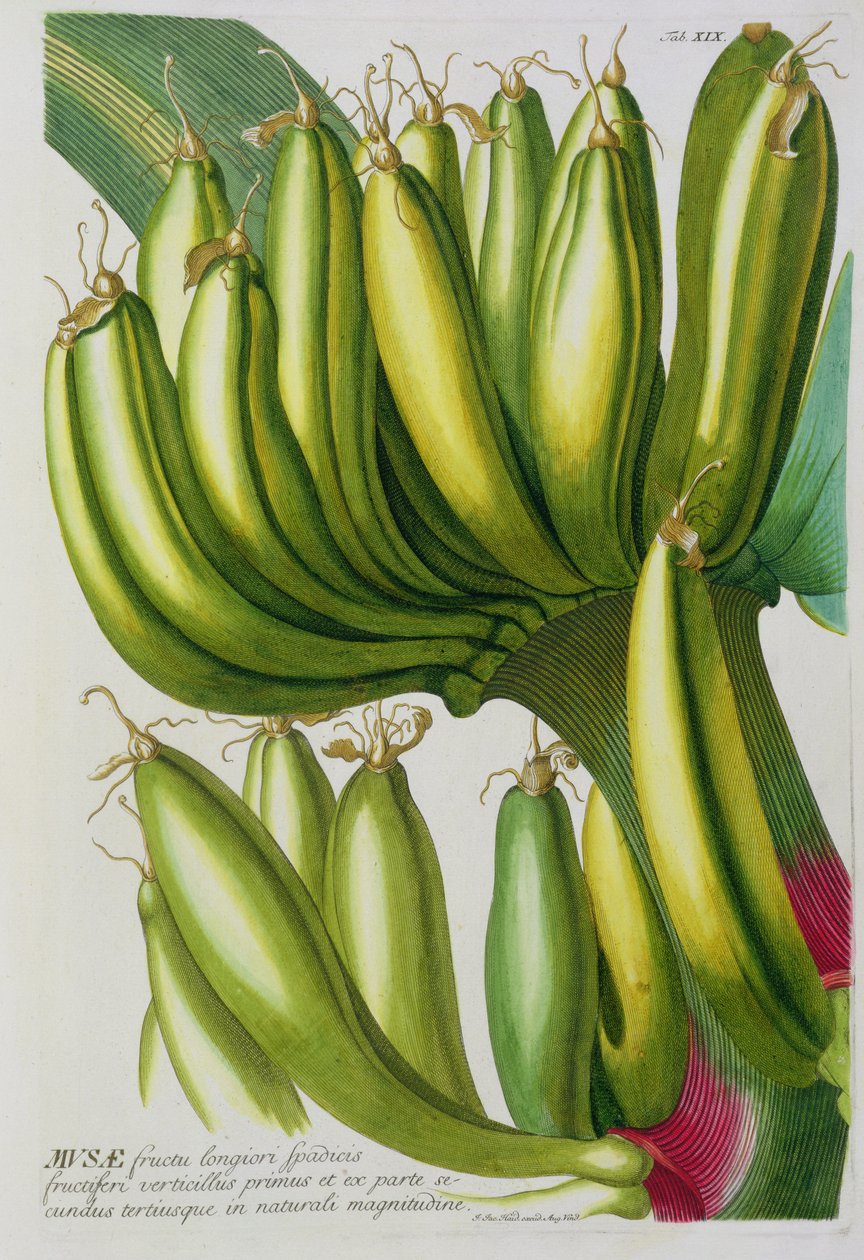 Banana, grabado por Johann Jakob Haid, placa 19 de un libro botánico, pub. por Augustus Vind de German School