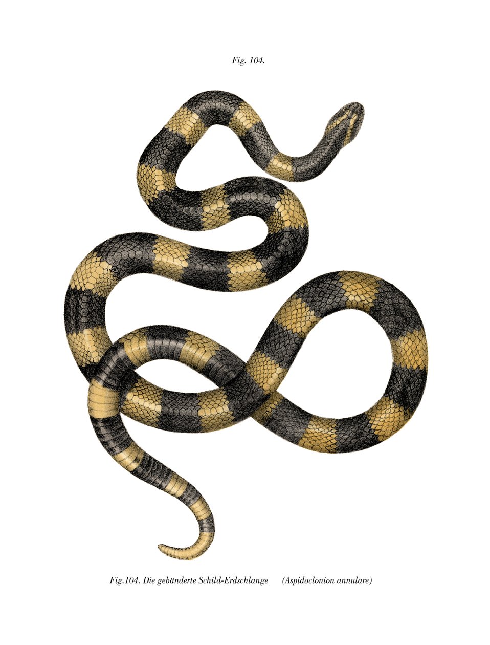 Krait de bandas de German School