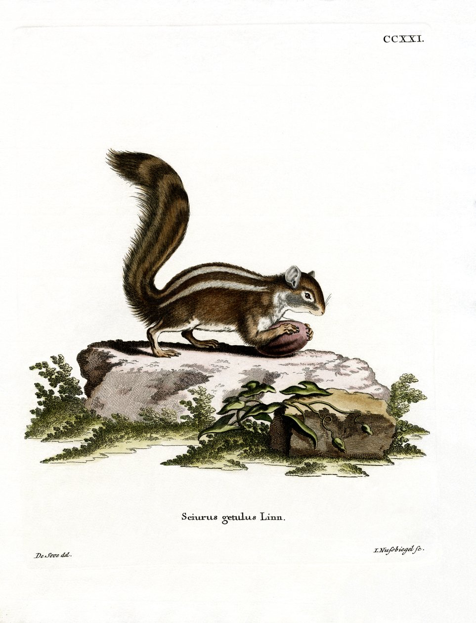 Ardilla terrestre de Berbería de German School