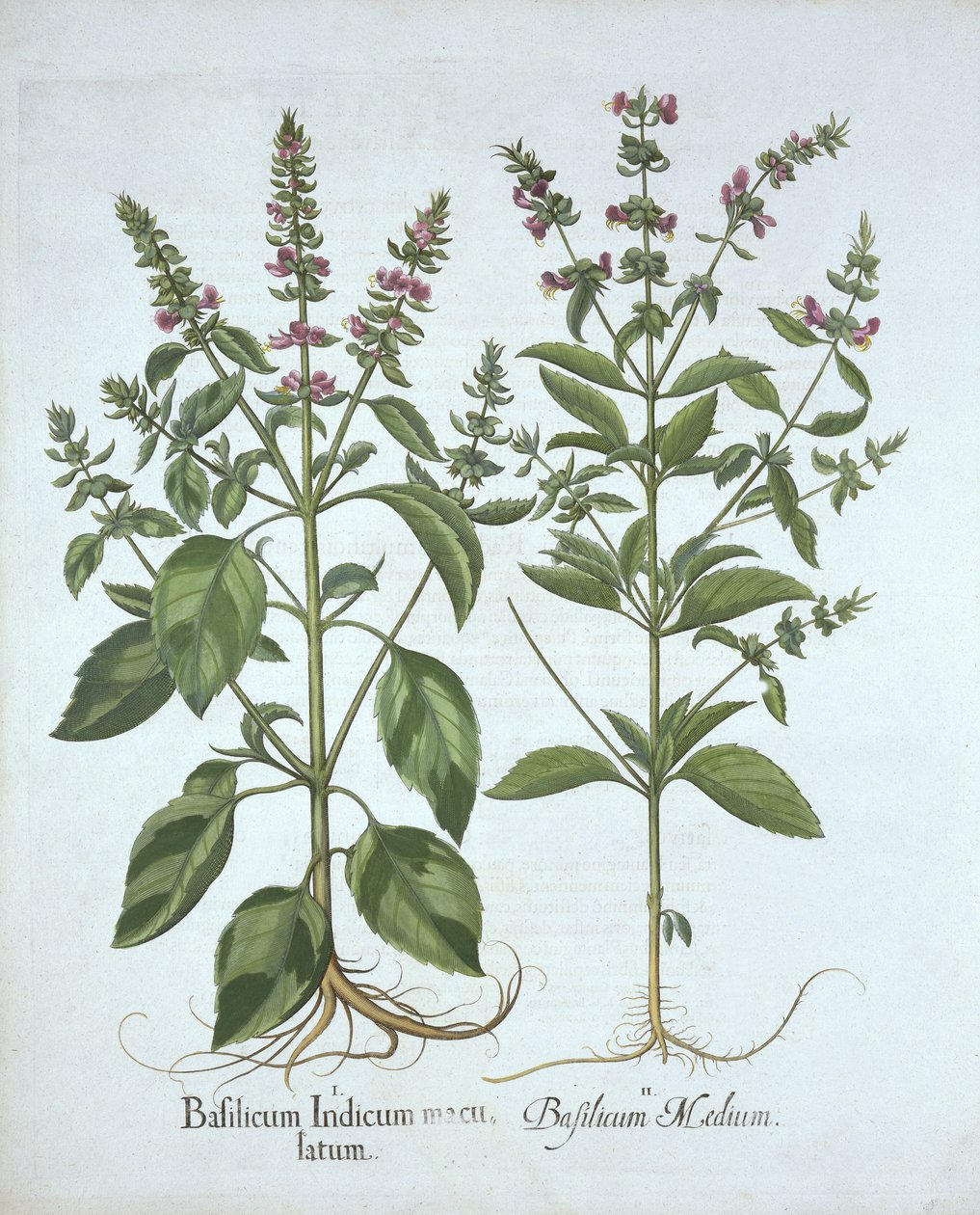 Albahaca, de Hortus Eystettensis, por Basil Besler (1561-1629), pub. 1613 de German School