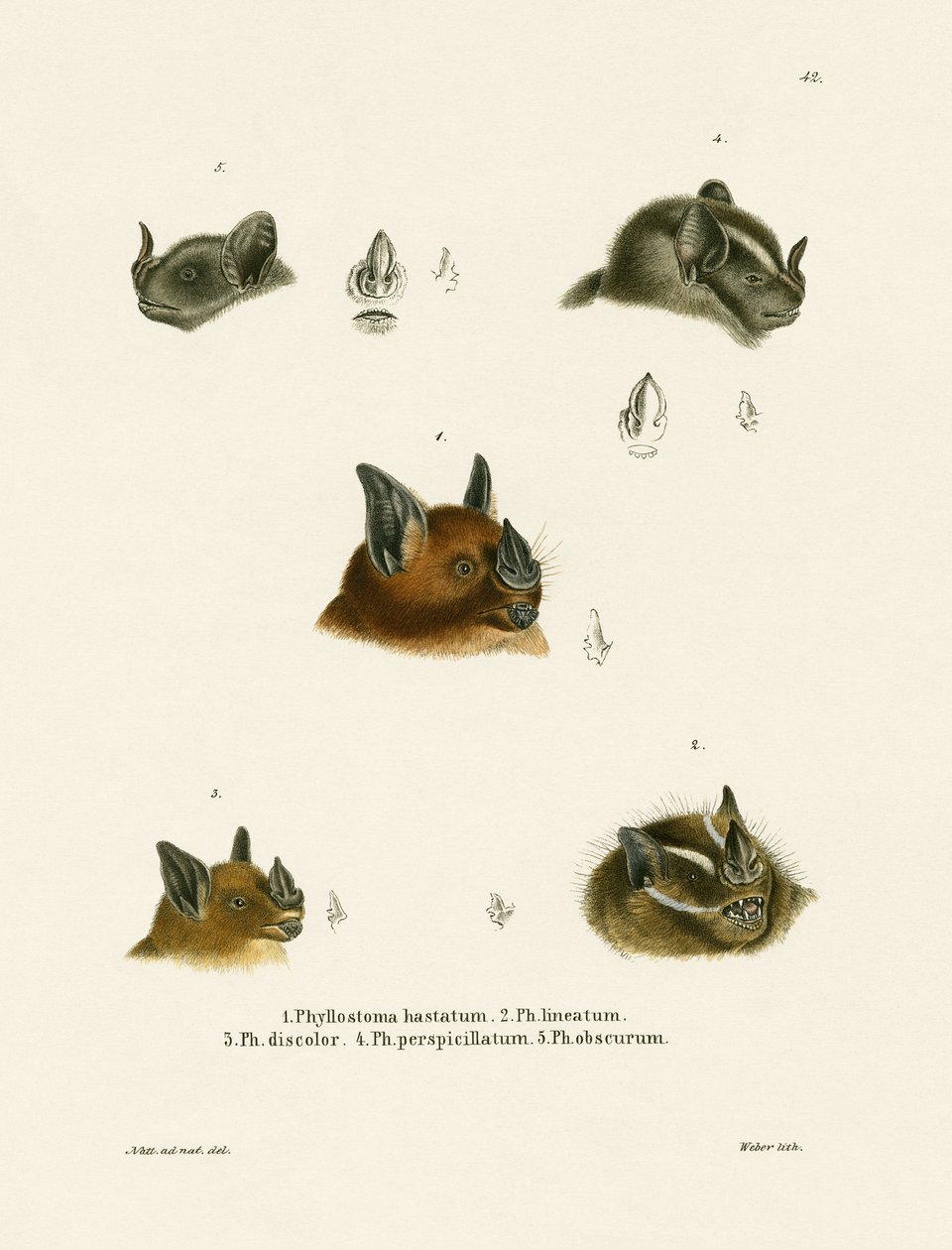 Cabezas de murciélago de German School