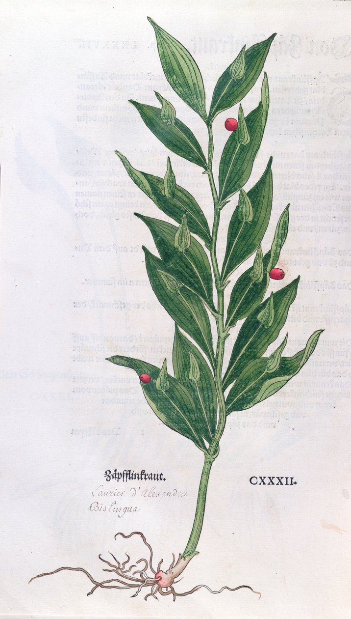 Laurel, ilustración para El Herbario por Leonhart Fuchs, publicado en Basilea, 1555 de German School