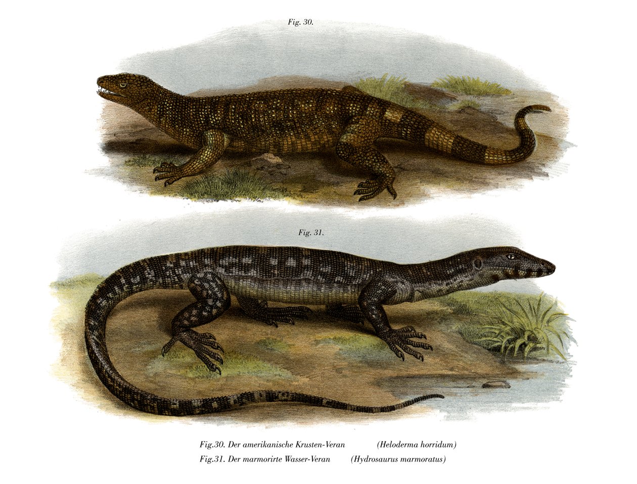 Lagarto de cuentas de German School