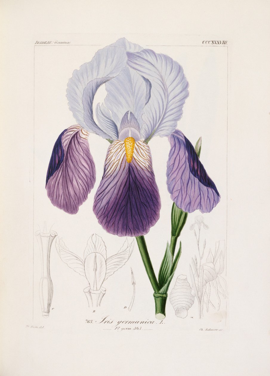 Iris barbudo, grabado por Ch. Schnorr de German School