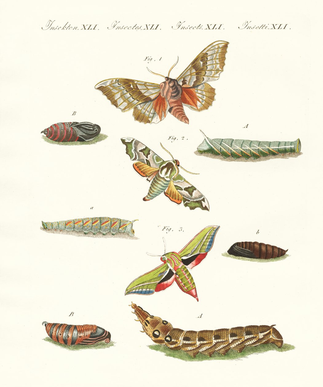 Hermosas mariposas crepusculares alemanas de German School