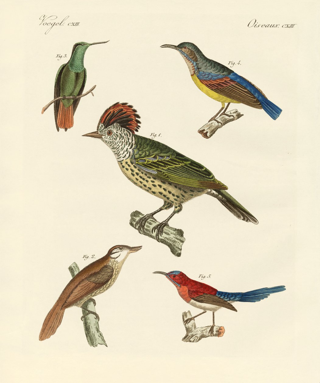 Aves hermosas y extrañas de German School