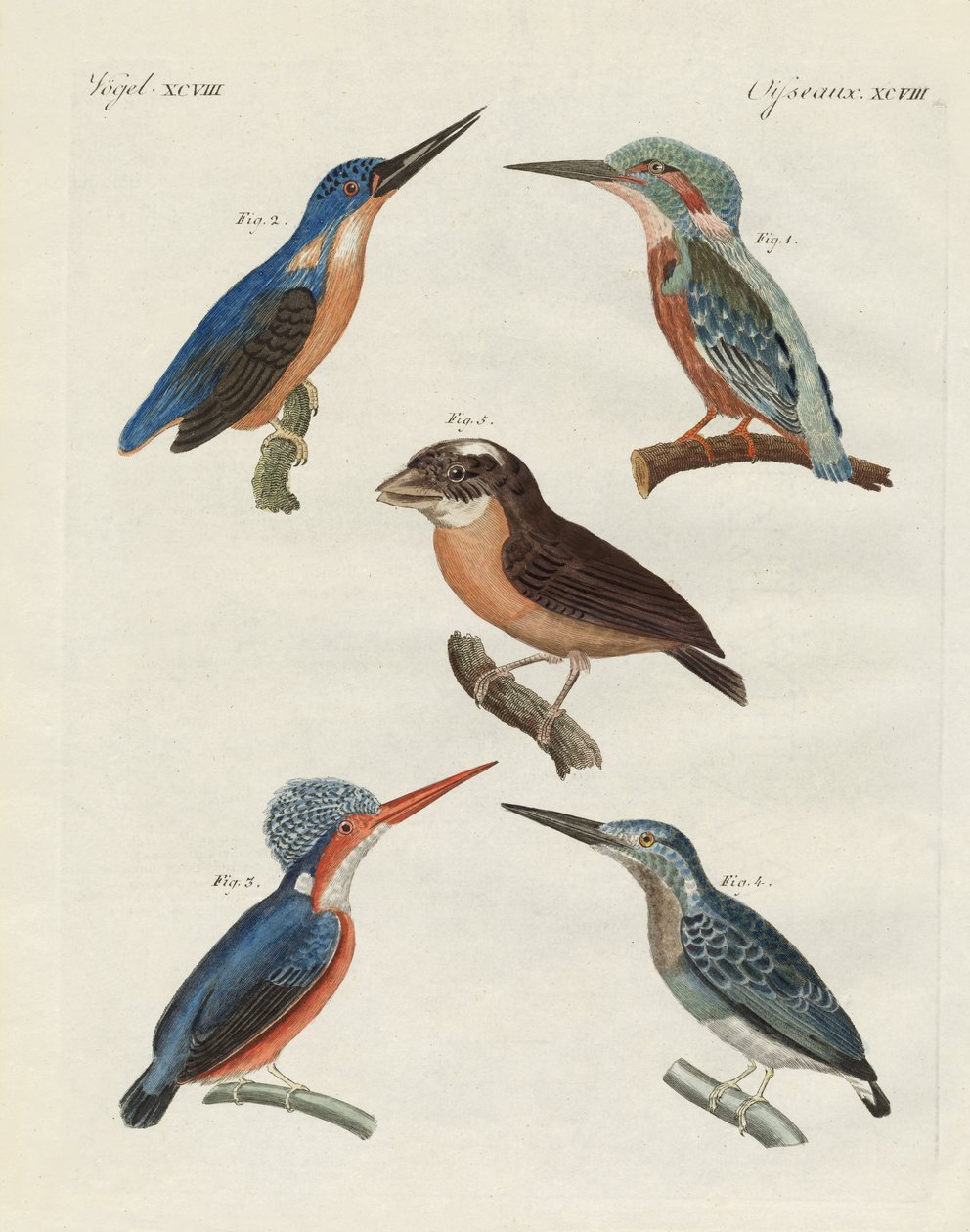 Aves hermosas de German School