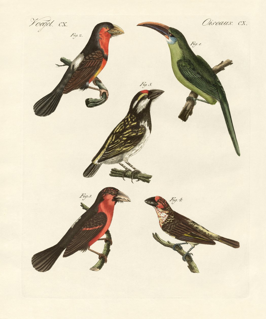 Hermosas aves trepadoras de German School